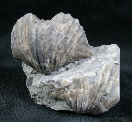 Platystrophia Brachiopod Fossils From Kentucky #6619